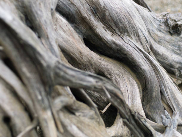 istock close-up of weathered tree trunk roots 873746214