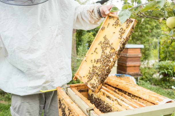 istock Beekeeper working on bee colony holding honeycomb 873749776
