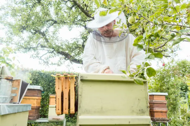 Beekeeper working with bees in beehouse standing in garden