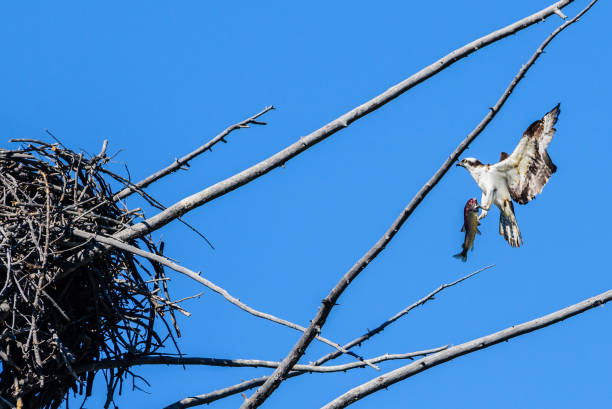 istock Osprey bringing a fish to the nest 873749952