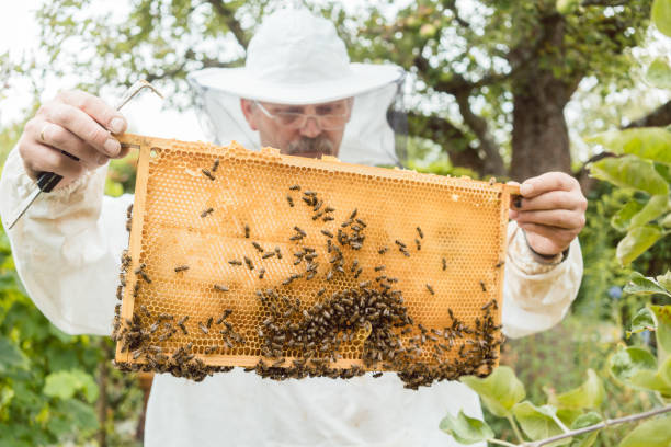 istock Beekeeper holding honeycomb with bees in his hands 873751102