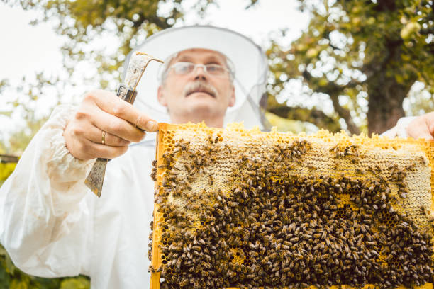 istock Beekeeper holding honeycomb with bees in his hands 873753786