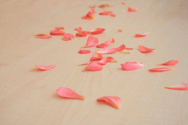 istock tender fresh pink petals scattered on a light wooden table top 873754870
