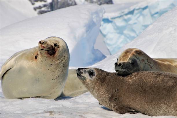 istock Seal Family in Antarctica 873755042