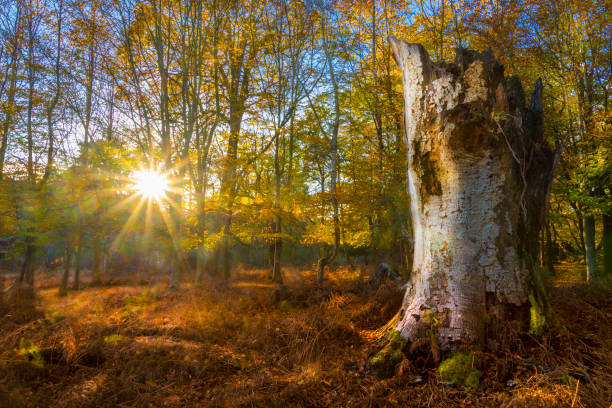 Sunlight streams through trees and leaves in the New Forest Bright sunlight on a clear autumn day streams through trees and leaves in the New Forest new forest photos stock pictures, royalty-free photos & images