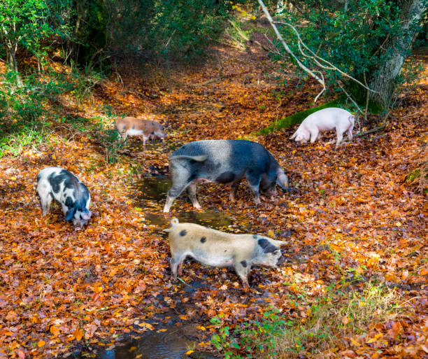 Pigs hunt for food in a stream in the New Forest stock photo