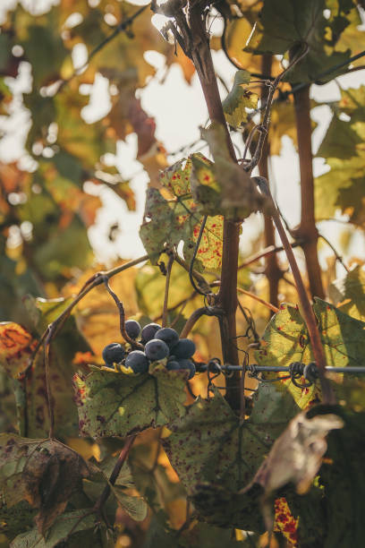 Wine grapes on the vine stock photo