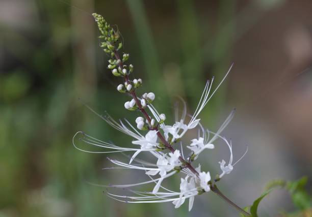 Cat's Whiskers (Orthosiphon aristatus) Cat's Whiskers (Orthosiphon aristatus) is seen in Nakhonsawan province, November 13, 2017. orthosiphon aristatus stock pictures, royalty-free photos & images