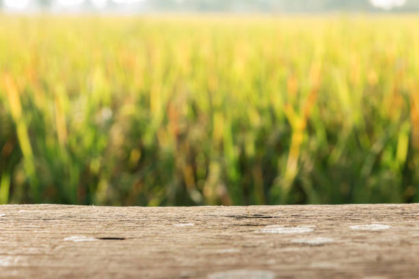 istock Wood board with blur field rice background 873762450