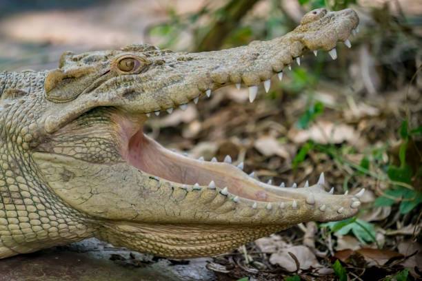 istock White Crocodile in the zoo 873765392