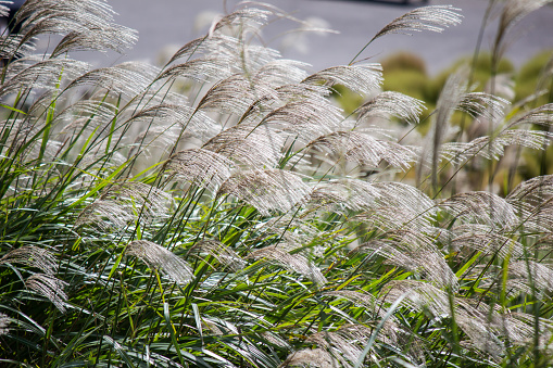 Miscanthus sinensis is a species of flowering plant in the grass family Poaceae,native to eastern Asia throughout most of China, Japan, Taiwan and Korea. It is an herbaceous perennial grass.Common names include Korean uksae,Chinese silver grass, Eulalia grass, maiden grass, zebra grass, Susuki grass, and porcupine grass.