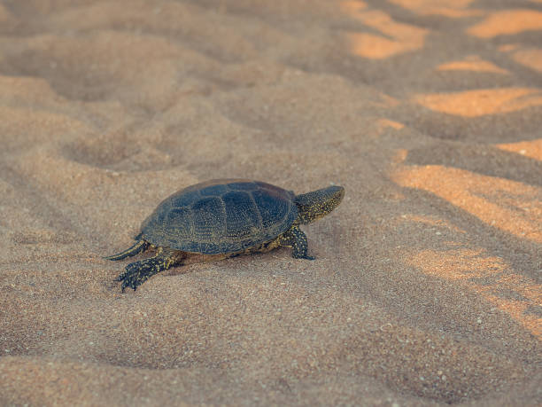istock Beautiful small turtle crawling on the sand near the sea. 873768942