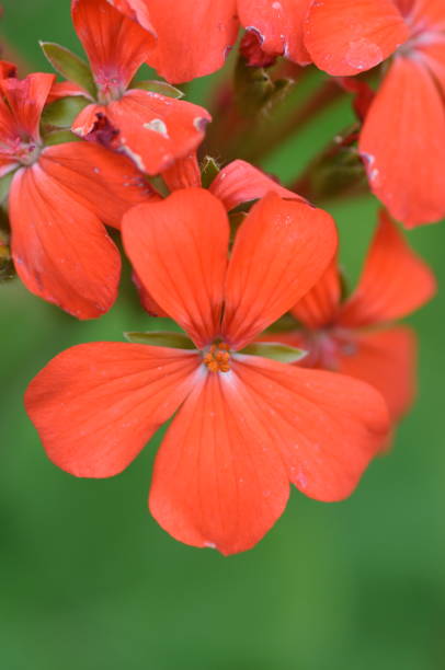 istock Flowers in the morning 873772246