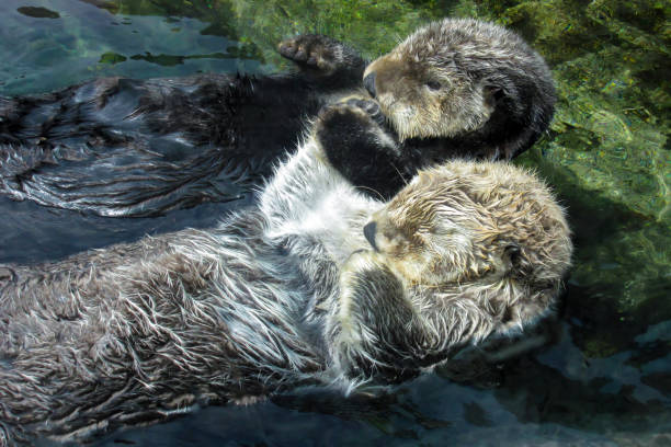 Two Otters Hold Paws and Float on Backs stock photo