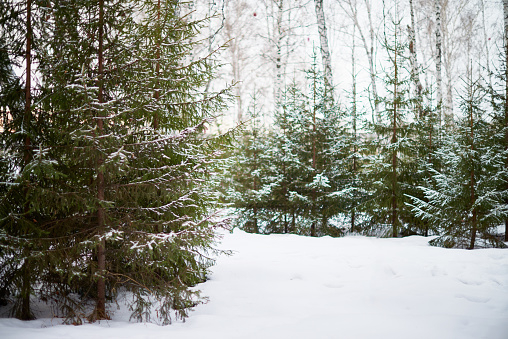 Picturesque winter landscape: pine trees covered with snow, tall bare birch trees, footprints on snowdrift