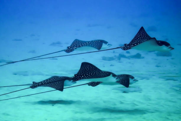 Five Rays 310+ School Of Sting Rays Stock Photos, Pictures & Royalty-Free Images ...