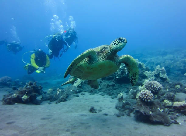 istock Sea Turtle Swims in Foreground with Divers in Background 873772402