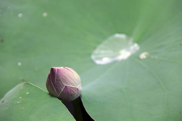istock Pink bud lotus flower emerging from lotus leaves. 873772478