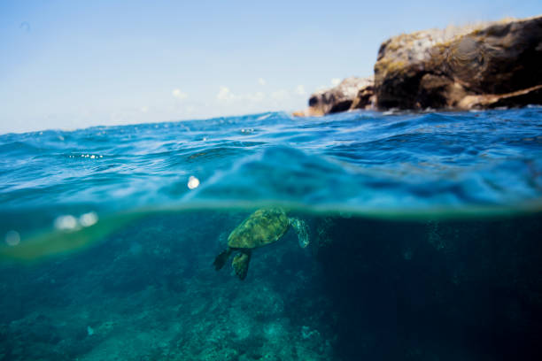 istock Green turtles from Kauai, Hawaii. 873772862