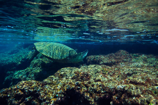 istock Green turtles from Kauai, Hawaii. 873772880