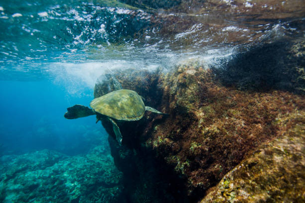 istock Green turtles from Kauai, Hawaii. 873772882