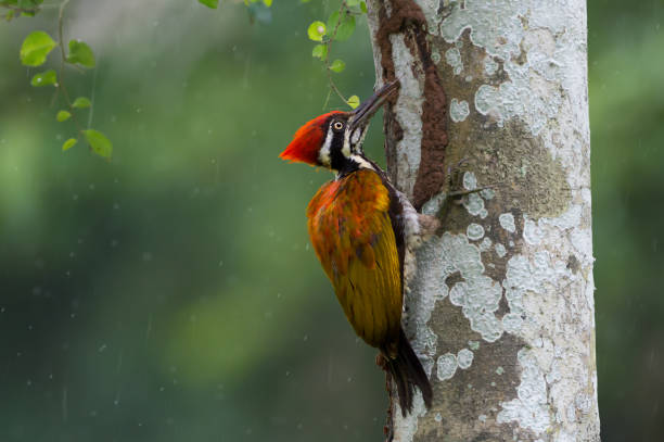 Woodpecker eating termites help pest control in nature. Greater flameback woodpecker or  Large golden-backed woodpecker  (Chrysocolaptes guttacristatus) exploring  and  sticking tongue out eating termites during rainy season. Woodpeckers looking for food inside the wood help pest control in nature. red routine land insects stock pictures, royalty-free photos & images
