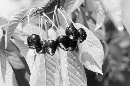 branch with black  cherrys after rain, note shallow depth of field