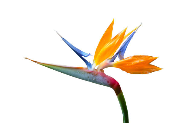 istock Bird of paradise flower isolated 873777304