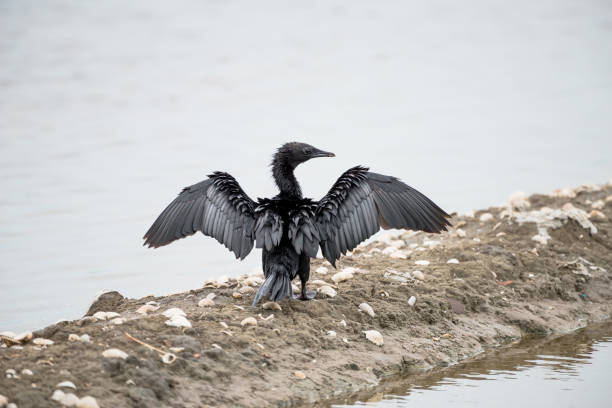 istock Little Cormorant  with open wings. 873777318