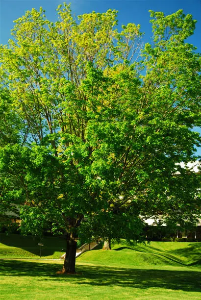 Photo of Silverlead maple