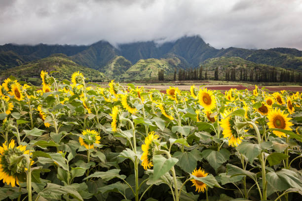 Sunflower Field Landscape