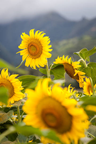 istock Sunflower Field Landscape 873781034