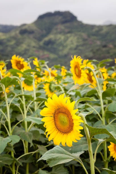 Sunflower Field Landscape