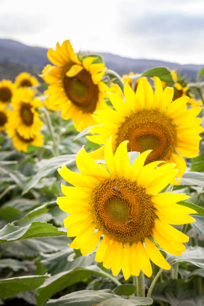 istock Sunflower Field Landscape 873781042