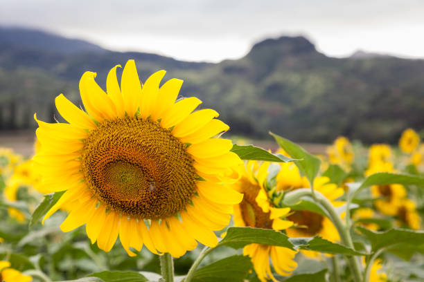 istock Sunflower Field Landscape 873781080