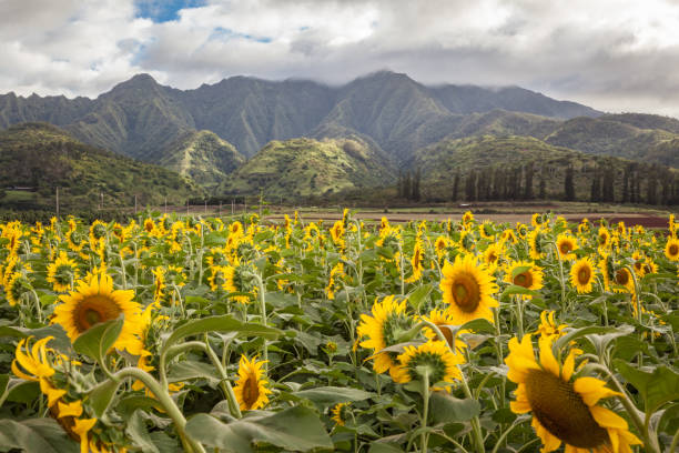 istock Sunflower Field Landscape 873781082