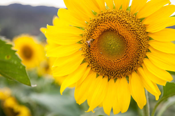 Sunflower Field Landscape