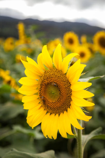 Sunflower Field Landscape