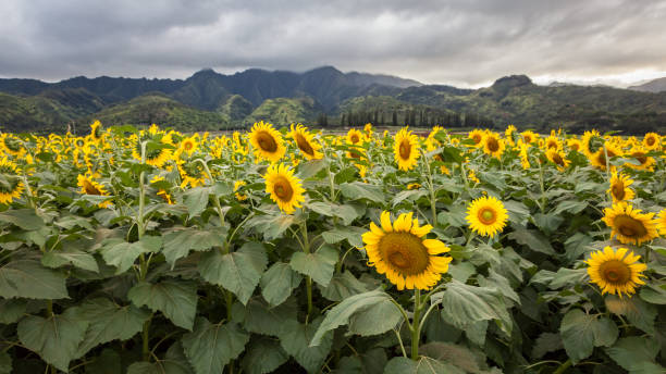 istock Sunflower Field Landscape 873781110