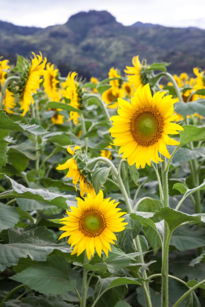 istock Sunflower Field Landscape 873781124