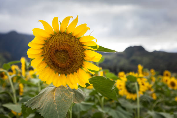 Sunflower Field Landscape stock photo