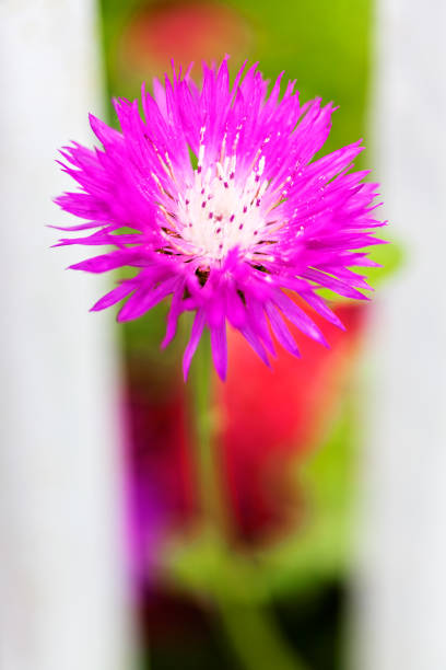 unusual pink flower - 13520 imagens e fotografias de stock