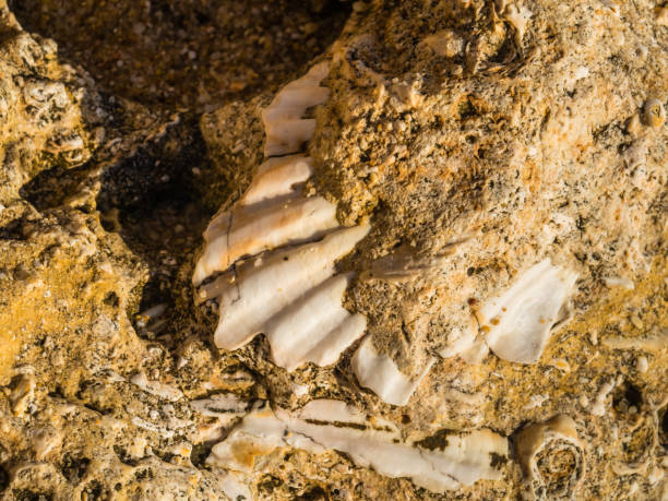 istock Shell trapped in the layers of sandstone 873786770