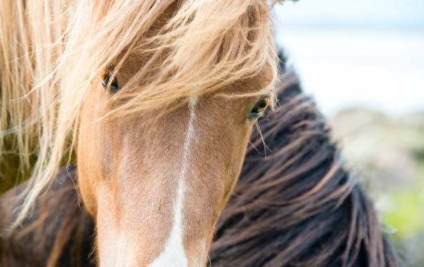 istock Icelandic horse 873787024