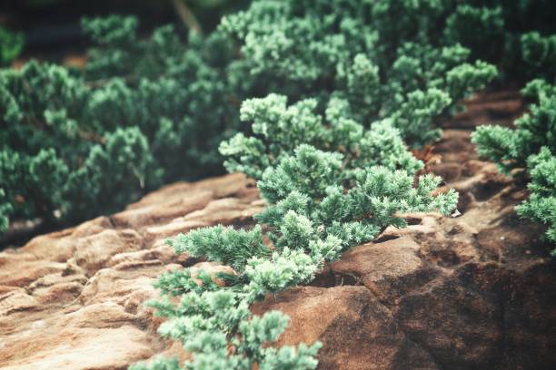 istock Fern leaves with brown stone 873787484