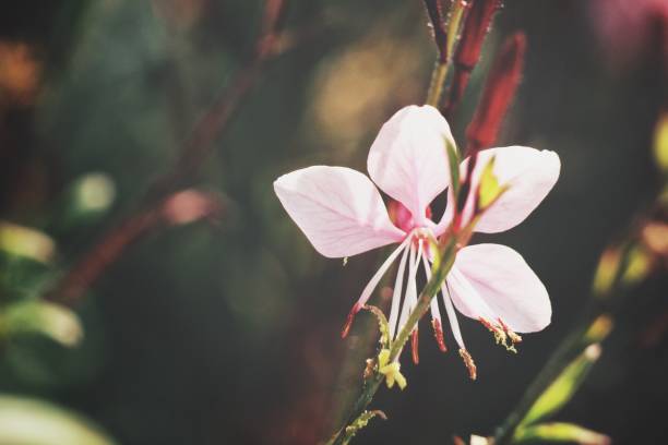istock Beautiful pink flowers vintage style 873787692