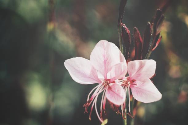 istock Beautiful pink flowers vintage style 873787772
