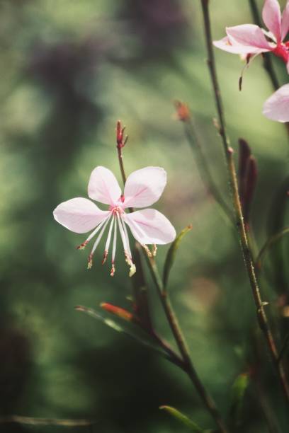 istock Beautiful pink flowers vintage style 873787796