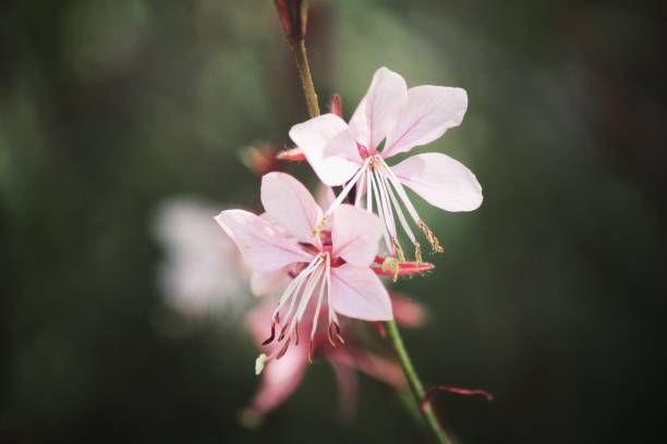 istock Beautiful pink flowers vintage style 873787808