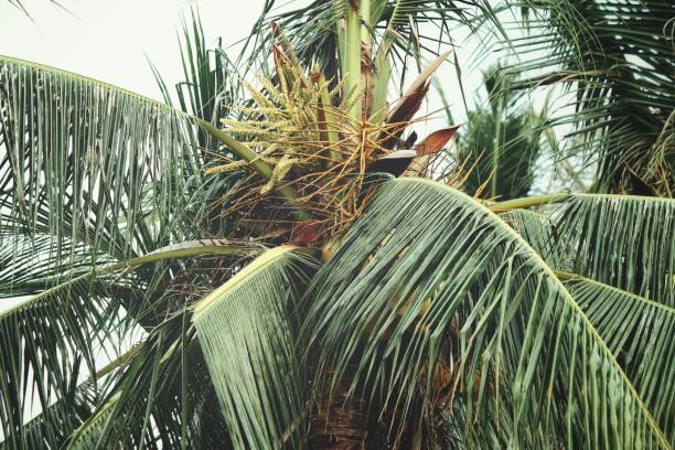 istock Bunch of coconut on tree 873787840